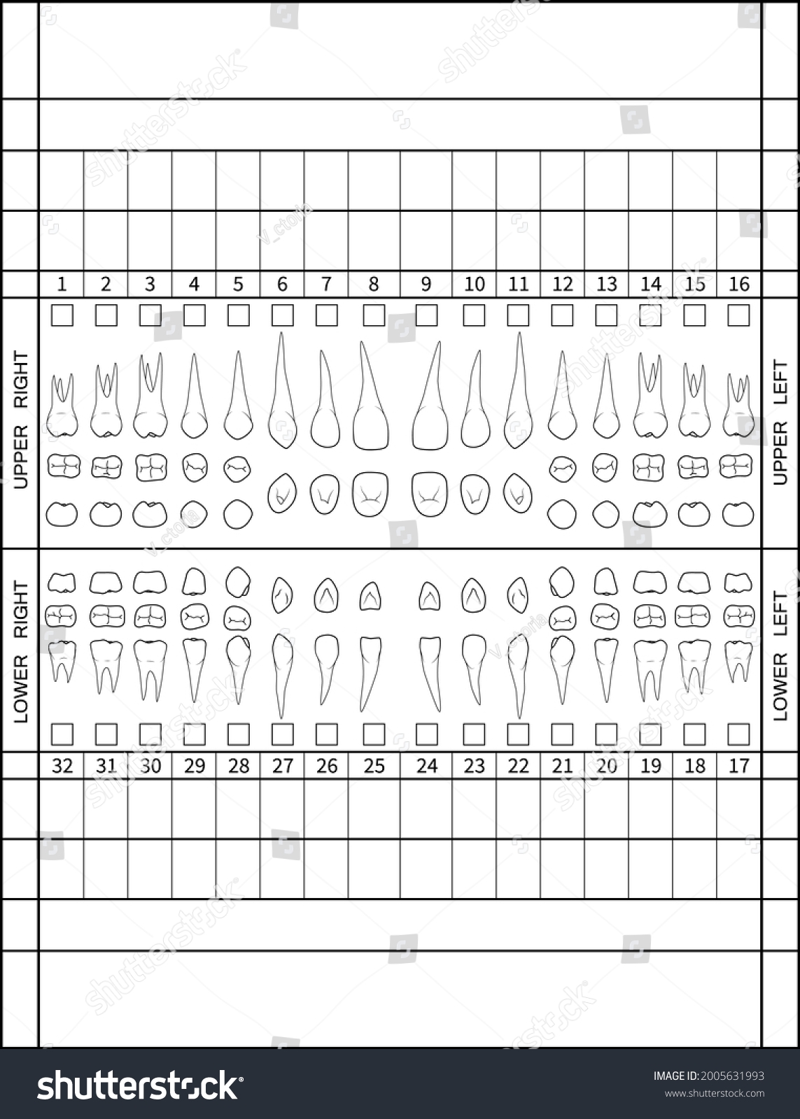 Dental Chart Human Teeth Roots Numbering Stock Vector Royalty 
